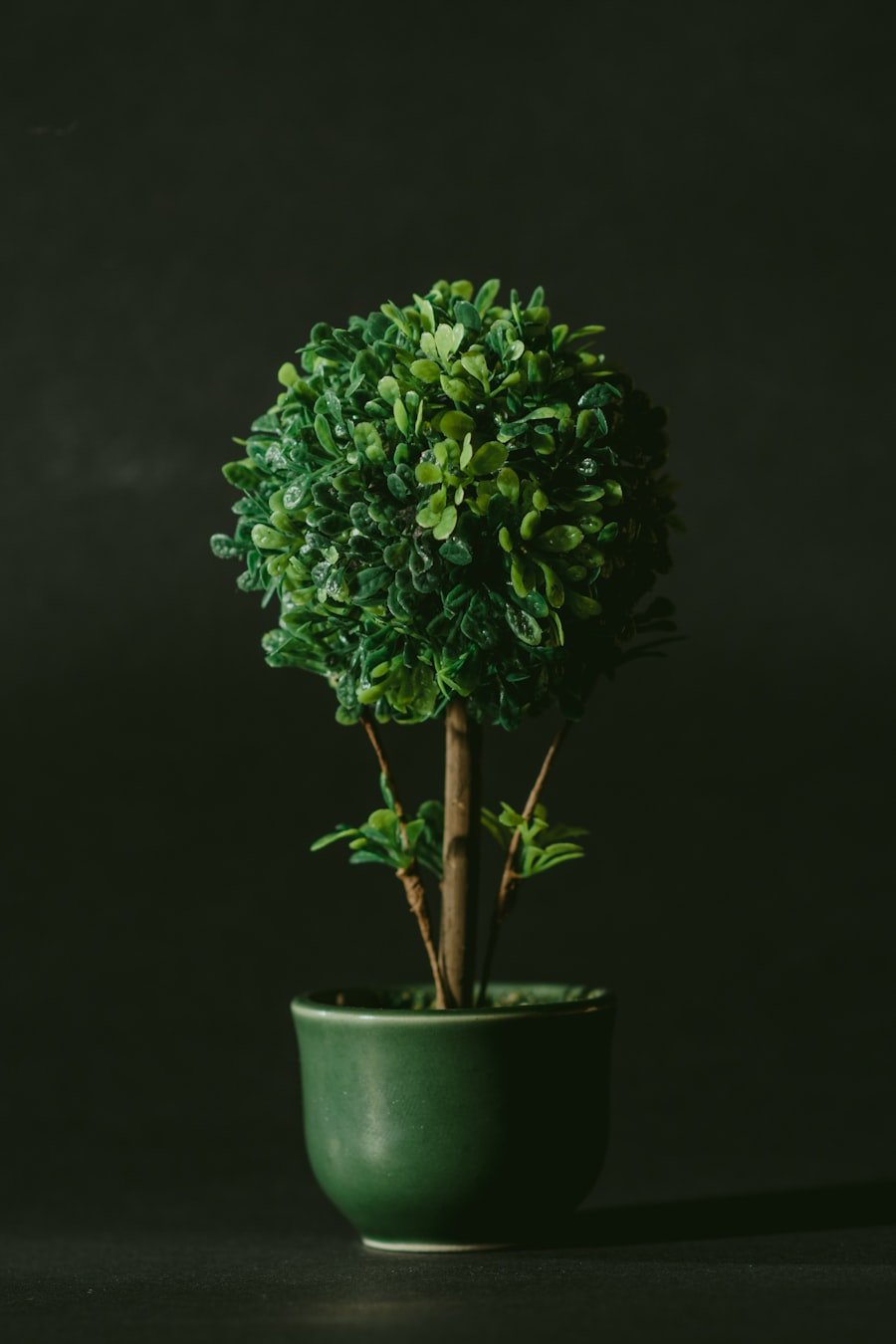 Potted plants staged for packing