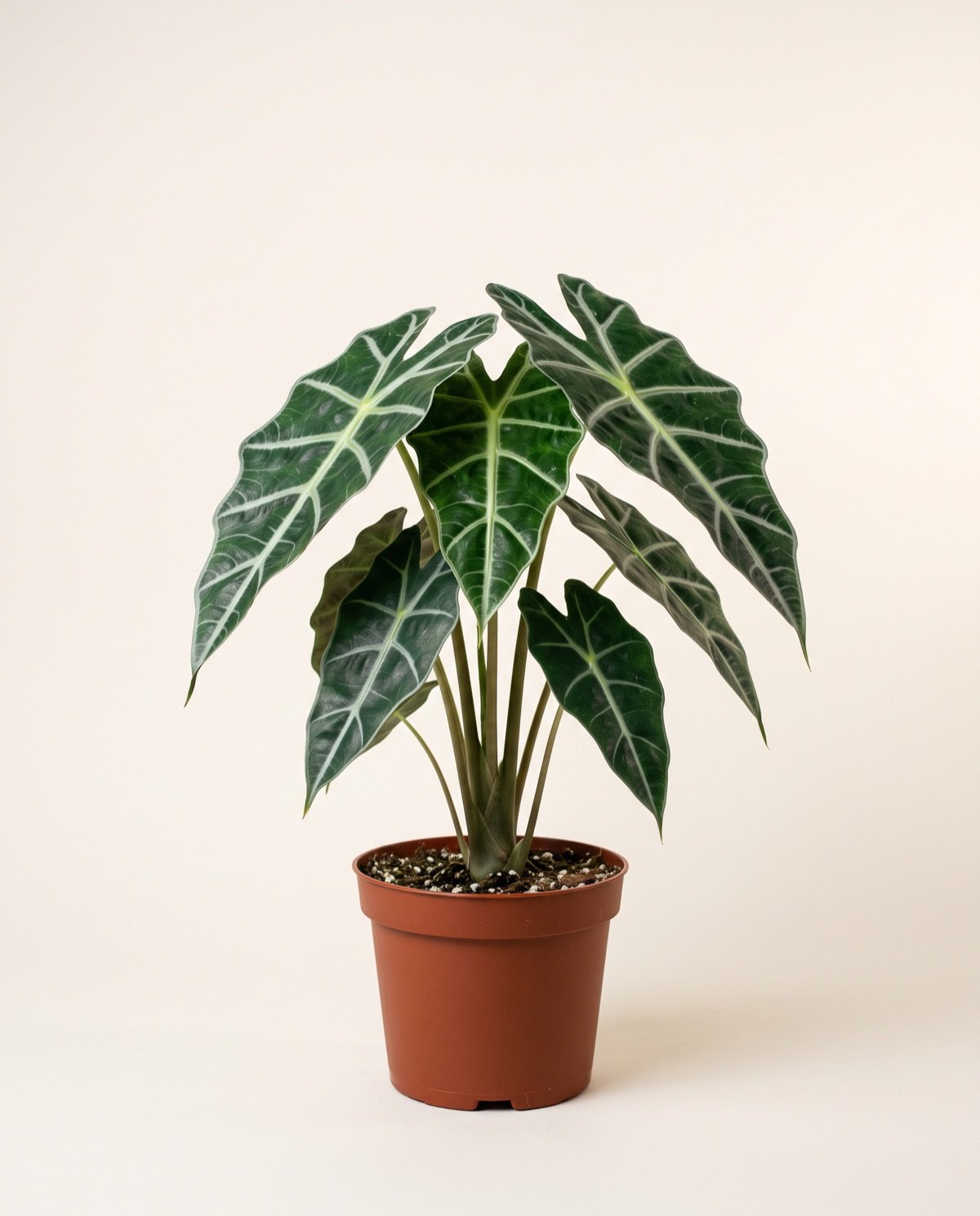 Alocasia – Green (with pot)