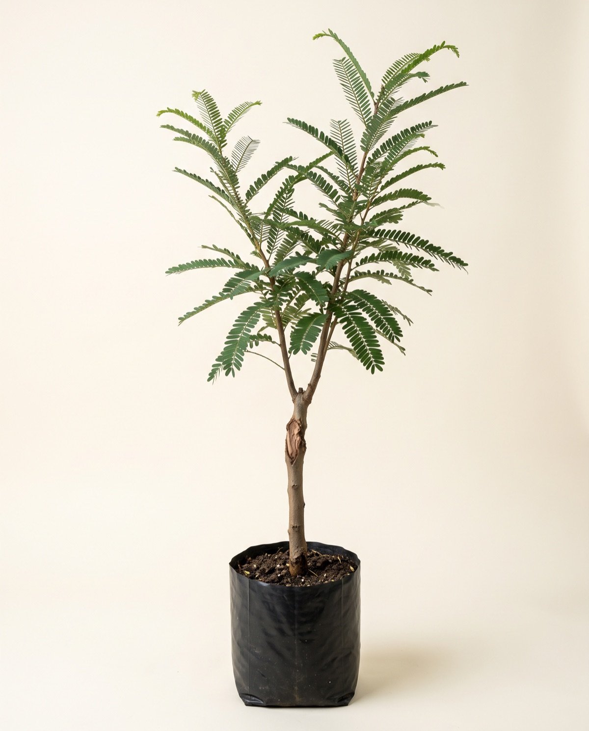 Amla Tree – Grafted (without pot, 3–4 ft)