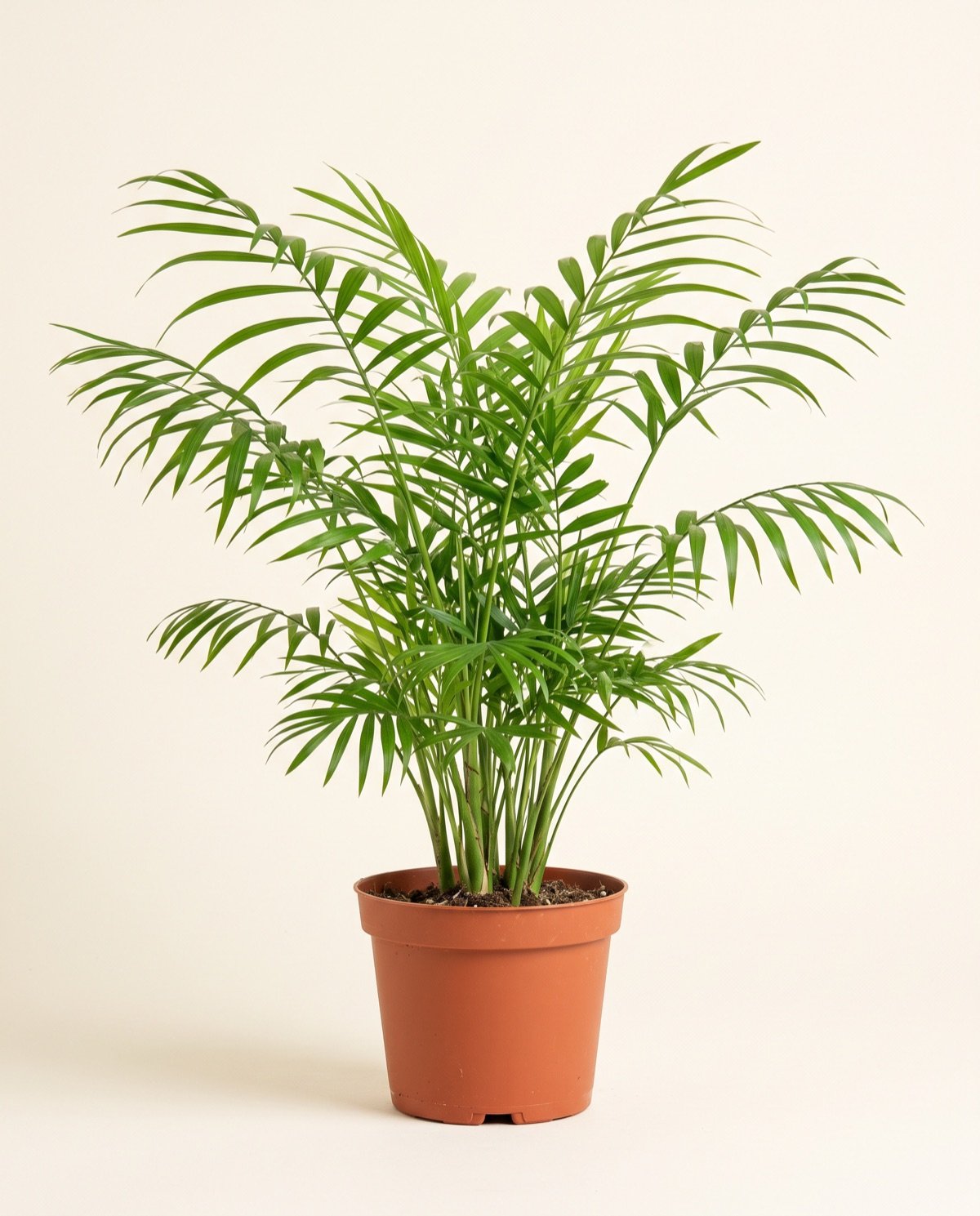 Chamaedorea Palm (8-inch pot)
