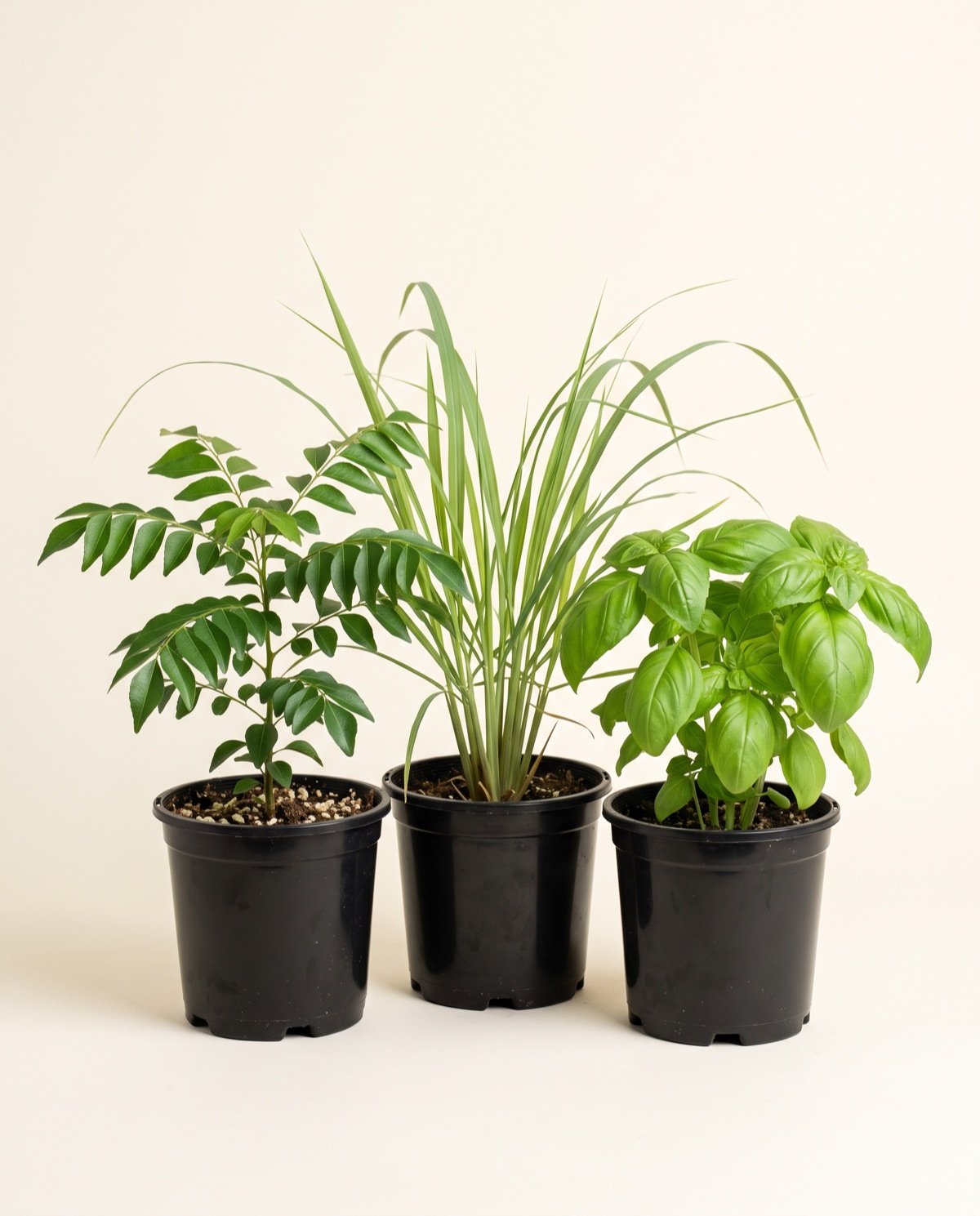 Pack of 3 – Kitchen Herbs: Curry Leaves / Lemongrass / Italian Basil