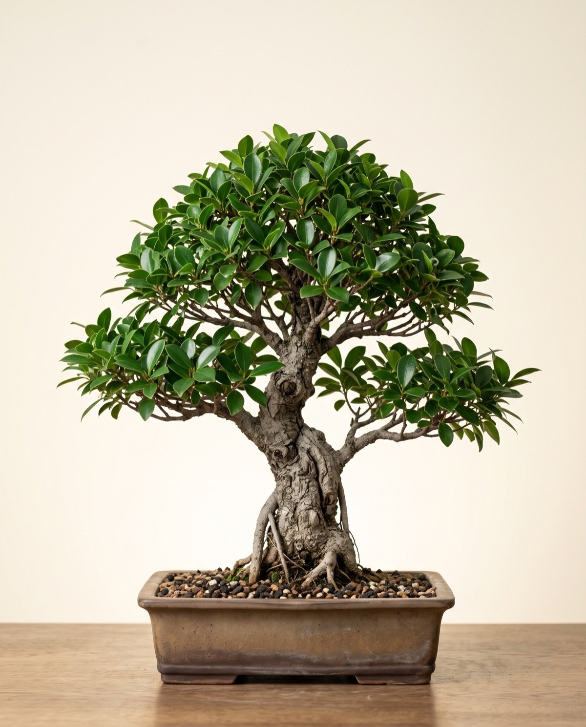 Ficus Bonsai Tree (with tray, 1.5–2 ft)