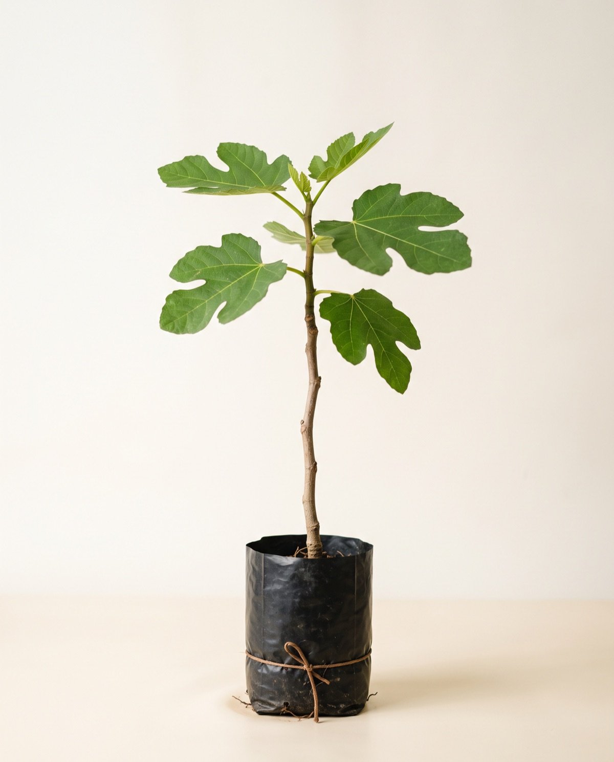 Anjeer / Fig Plant (without pot)