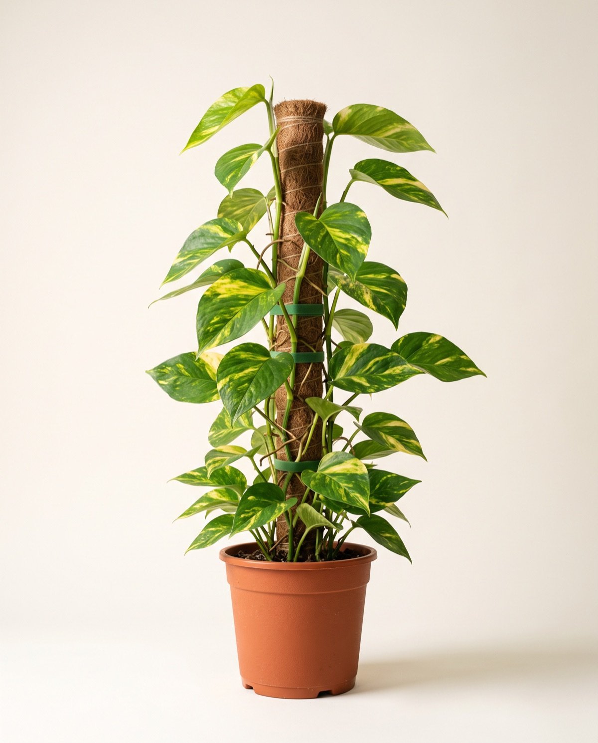Golden Money Plant Creeper (10-inch pot, 2.5 ft moss stick)