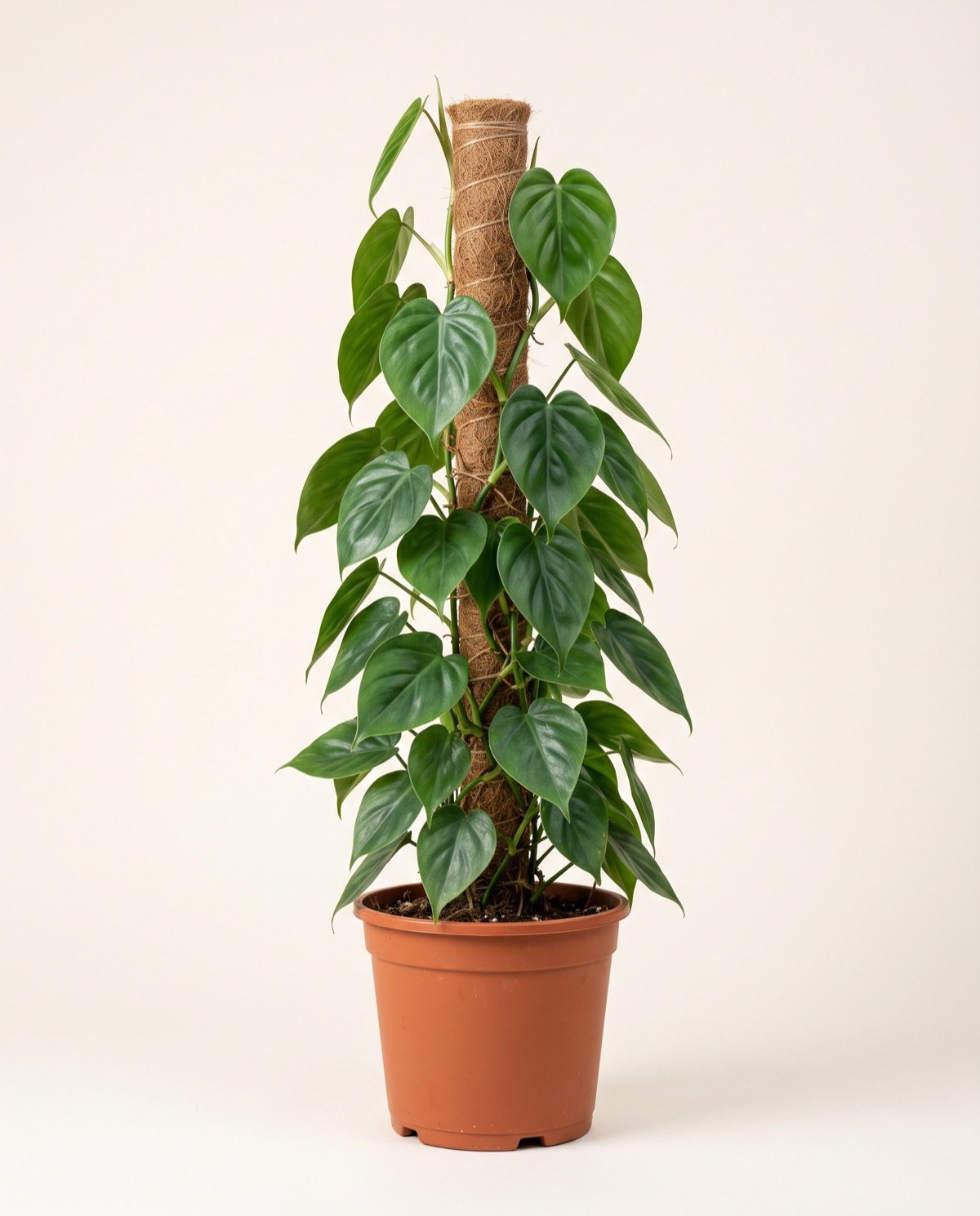 Oxycardium Green Creeper (10-inch pot, 3 ft moss stick)