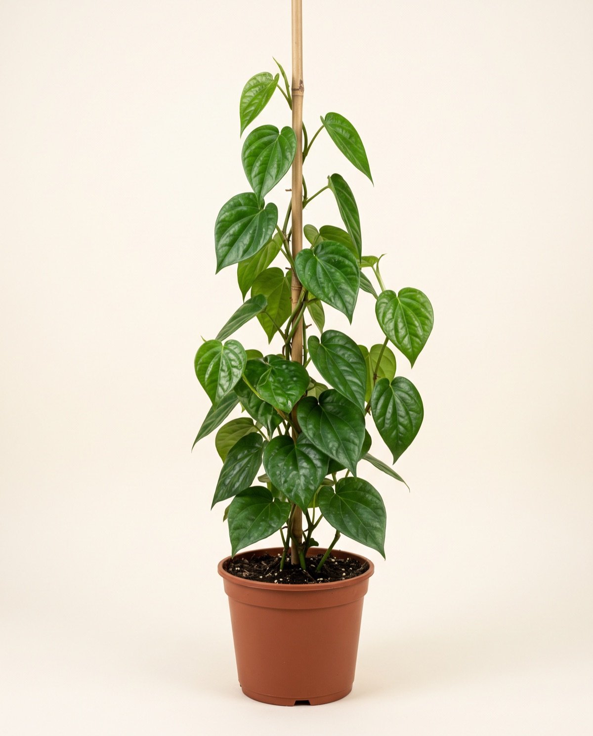 Paan/Betel Plant
