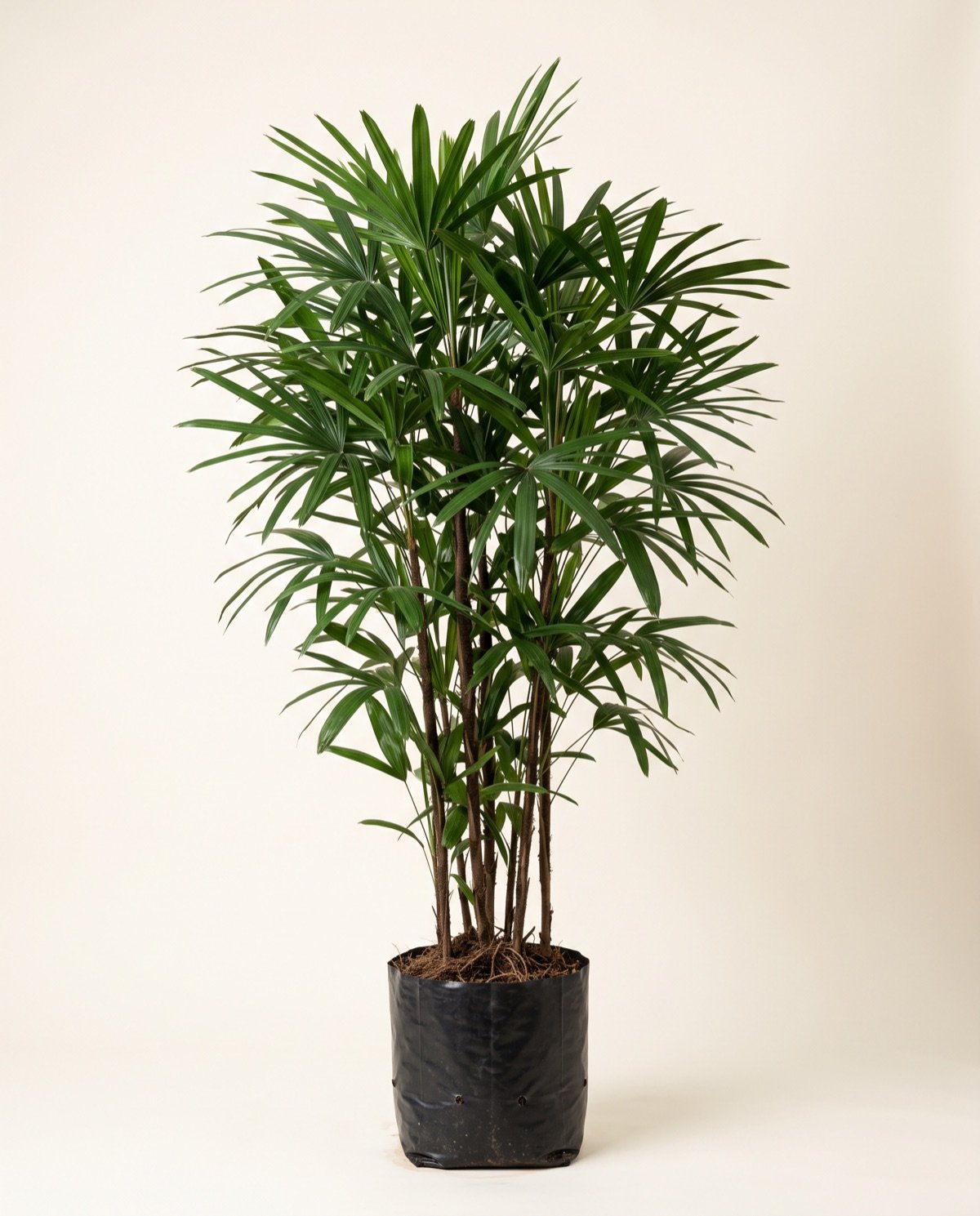 Raphis Palm (big plant, without pot, 10-inch polybag)